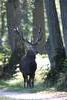 Cerfs 2013